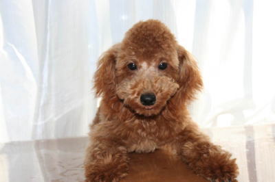 トイプードルレッドの子犬オス生後半年画像
