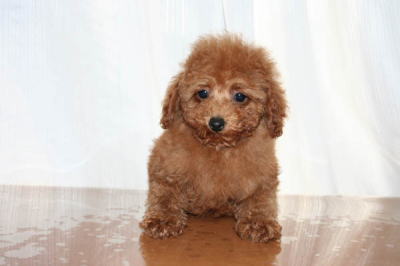 ティーカップサイズのトイプードルレッドの子犬メス画像