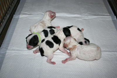 トイプードル白黒パーティー(ホワイト＆ブラック)犬の出産画像