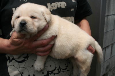 ラブラドールイエロー（クリーム色）の子犬オス、生後3週間画像