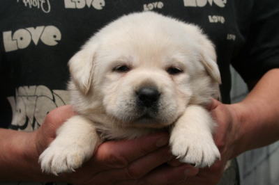ラブラドールイエロー（クリーム色）の子犬メス、生後3週間画像