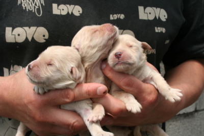 ゴールデンレトリバーの子犬オスメス、産まれたばかり画像