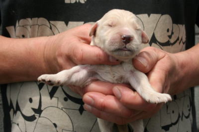 ゴールデンレトリバーの子犬オス、産まれたばかり画像