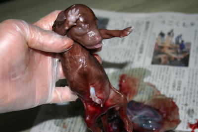 トイプードル犬の出産(お産)画像
