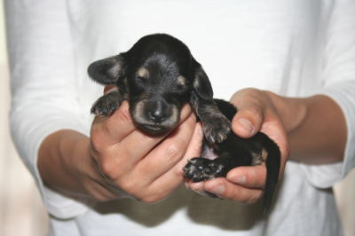 ミニチュアダックスブラッククリームの子犬メス、生後2週間画像