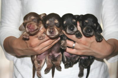 ミニチュアダックスチョコクリームブラッククリームの子犬オスメス、生後2週間画像