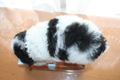 トイプードル白黒パーティー（ホワイト＆ブラック）の子犬オス、生後2ヶ月画像