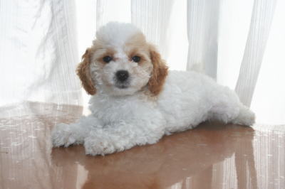 トイプードルホワイト＆レッドパーティーカラーの子犬オス、生後2ヶ月画像