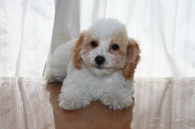 トイプードルホワイト＆レッドパーティーカラーの子犬オス、生後3ヶ月画像
