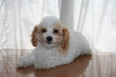 トイプードルホワイト＆レッドパーティーカラーの子犬オス、生後3ヶ月画像