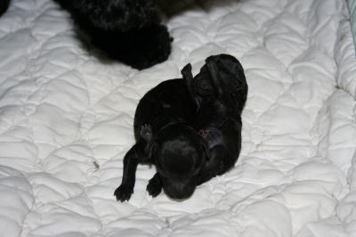 トイプードルブラック(黒色)犬の出産(お産)画像