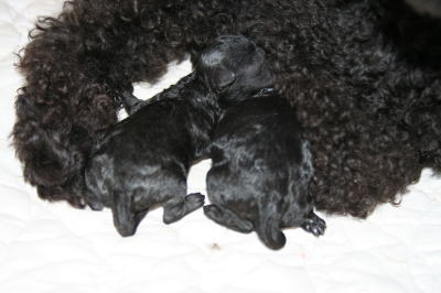 トイプードルブラック(黒色)犬の出産(お産)画像