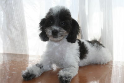 トイプードル白黒パーティー(ホワイト＆ブラック)の子犬メス、生後3ヶ月画像