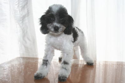 トイプードル白黒パーティー(ホワイト＆ブラック)の子犬メス、生後3ヶ月画像