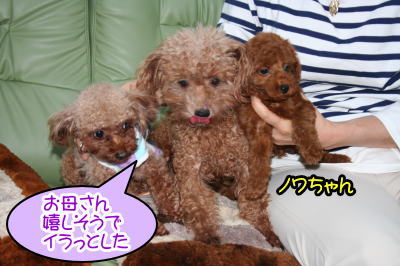 トイプードルレッドの親子犬とティーカッププードルレッド成犬画像