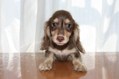 ミニチュアダックスチョコクリームの子犬オス、生後2ヵ月半画像