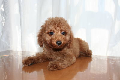 トイプードルレッドの子犬オス、生後2ヶ月半画像