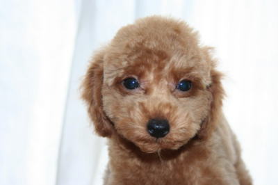 トイプードルレッドの子犬オス、生後2ヵ月半画像