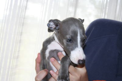 イタリアングレーハウンド(イタグレ)ブルー＆ホワイトの子犬メス、生後2ヶ月画像