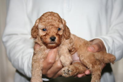 トイプードルアプリコットの子犬オス画像、生後1ヶ月画像