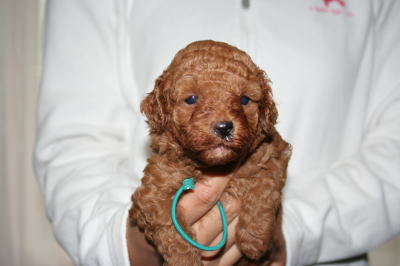 トイプードルレッドの子犬オス画像、生後1ヶ月画像