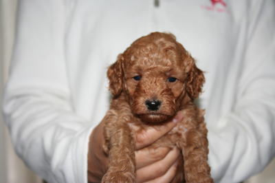 トイプードルレッドの子犬メス画像、生後1ヶ月画像