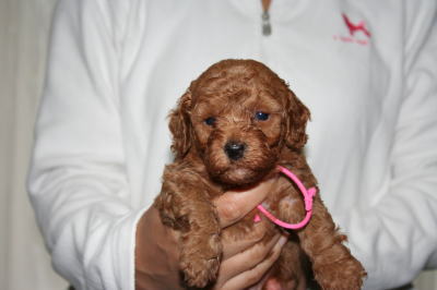 トイプードルレッドの子犬メス画像、生後1ヶ月画像