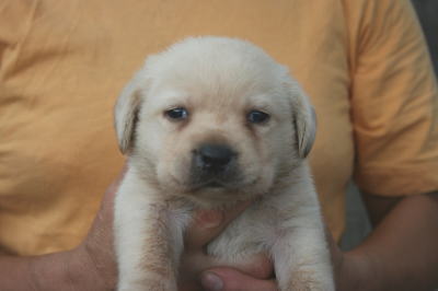 ラブラドールイエロー（クリーム色）の子犬メス、生後3週間画像