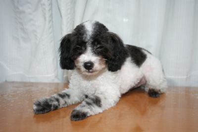 トイプードル白黒パーティー（ホワイト＆ブラック）の子犬オス、生後5ヶ月画像