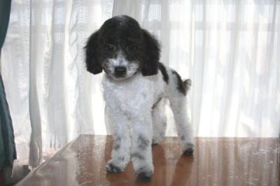 トイプードル白黒パーティー（ホワイト＆ブラック）の子犬オス、生後5ヶ月画像
