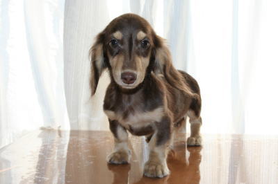 ミニチュアダックスチョコクリームの子犬オス、生後4ヵ月半画像