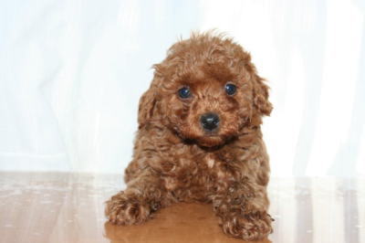 トイプードルレッドの子犬オス、生後6週画像
