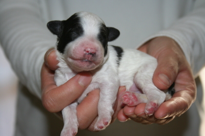トイプードル白黒パーティー（ホワイト＆ブラック）の子犬オス、生後1週間画像