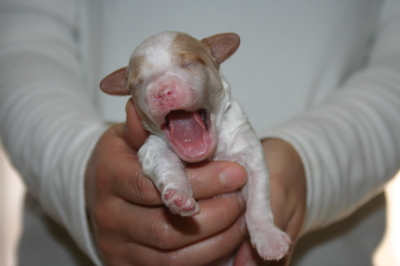 トイプードル白赤パーティー(ホワイト＆レッド)の子犬メス、生後1週間画像