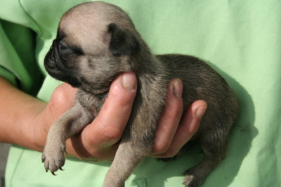 パグフォーンの子犬メス、生後1ヶ月過ぎ画像