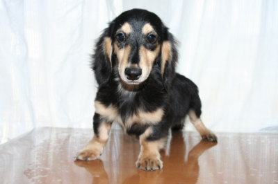 ミニチュアダックスブラッククリームの子犬オス、生後6ヶ月画像