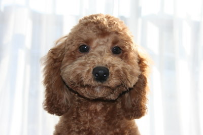 トイプードルレッドの子犬オス、生後4ヶ月半画像