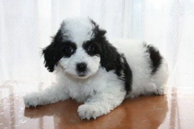 トイプードル白黒パーティー（ホワイト＆ブラック）の子犬オス、生後8週間画像
