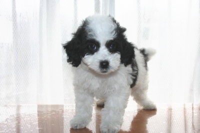 トイプードル白黒パーティー（ホワイト＆ブラック）の子犬オス、生後8週間画像