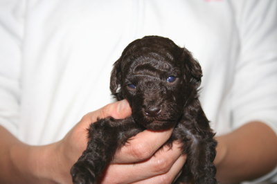 ブラウンメスのトイプードル子犬、生後3週間画像