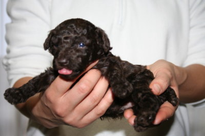 ブラウンオスのトイプードル子犬、生後3週間画像