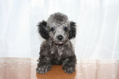 ティーカッププードルシルバー(グレー)の子犬メス、生後3ヶ月画像