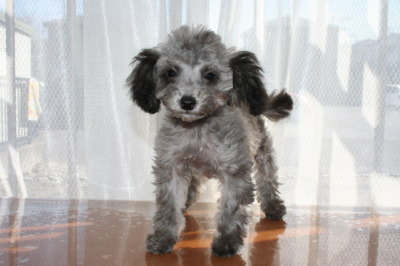 ティーカッププードルシルバー(グレー)の子犬オス、生後3ヶ月半画像