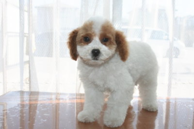 トイプードル白茶パーティーカラーの子犬メス、生後2ヶ月半画像