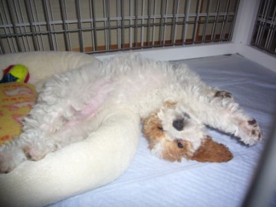 トイプードル白茶パーティーカラーの子犬メス、生後3ヶ月画像