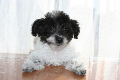 トイプードル白黒パーティーカラーの子犬メス、生後3ヶ月画像