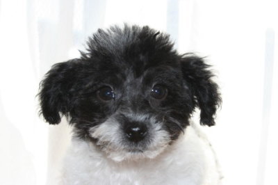 トイプードル白黒パーティーカラーの子犬メス、生後3ヶ月画像