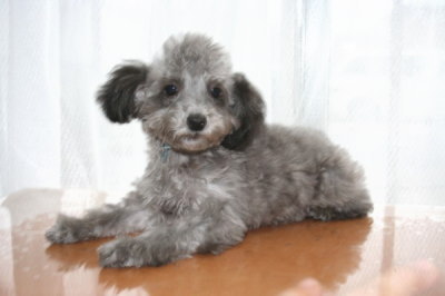 ティーカッププードルシルバー(グレー)の子犬オス、生後4ヶ月画像