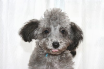 ティーカッププードルシルバー(グレー)の子犬オス、生後4ヶ月画像