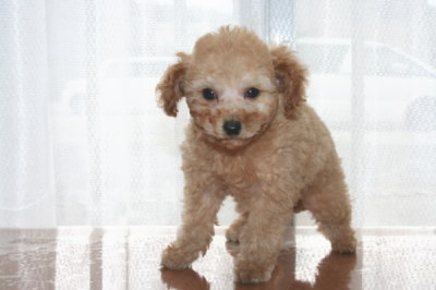 トイプードルアプリコットの子犬オス、生後50日画像